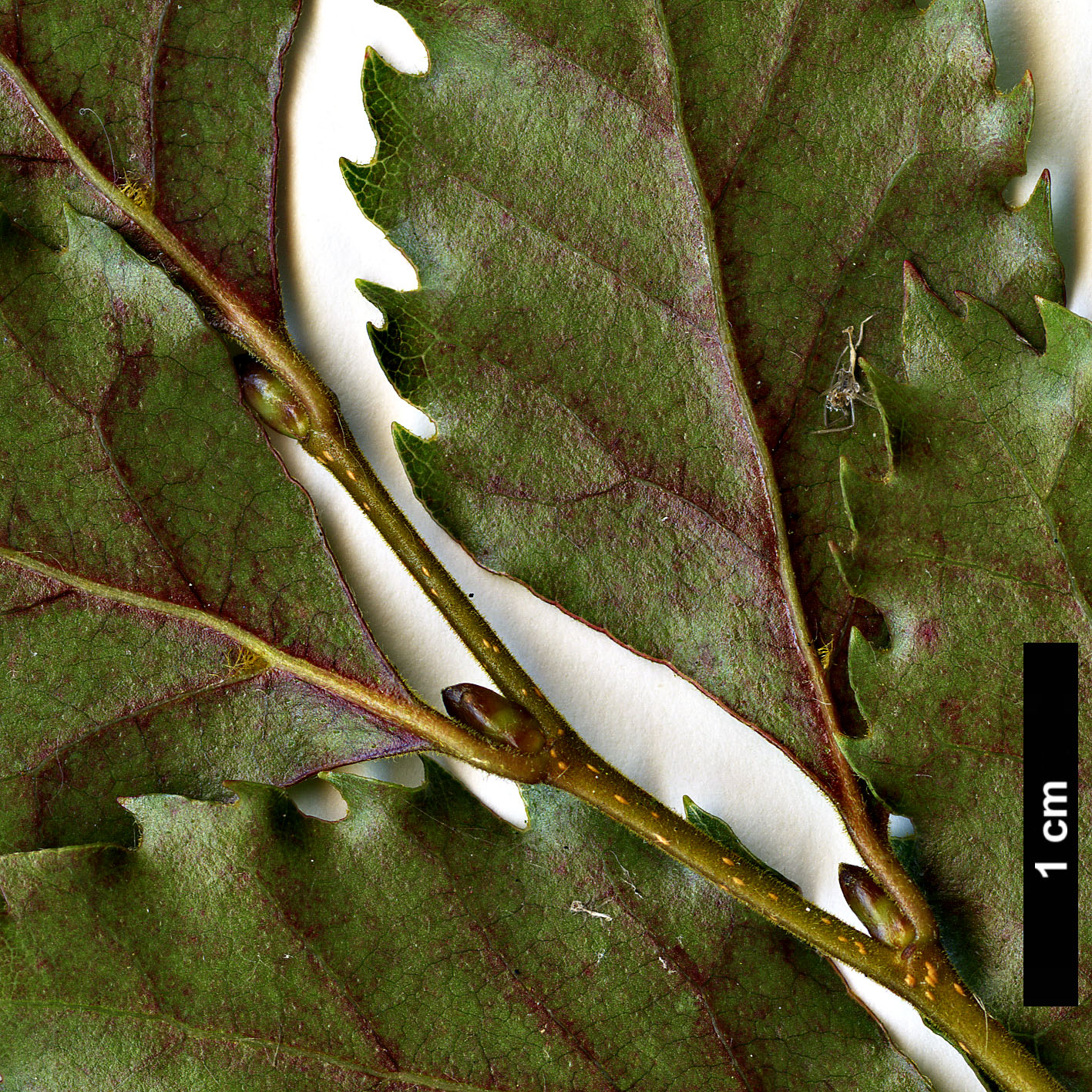 High resolution image: Family: Nothofagaceae - Genus: Nothofagus - Taxon: fusca